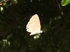 Leptotes marina