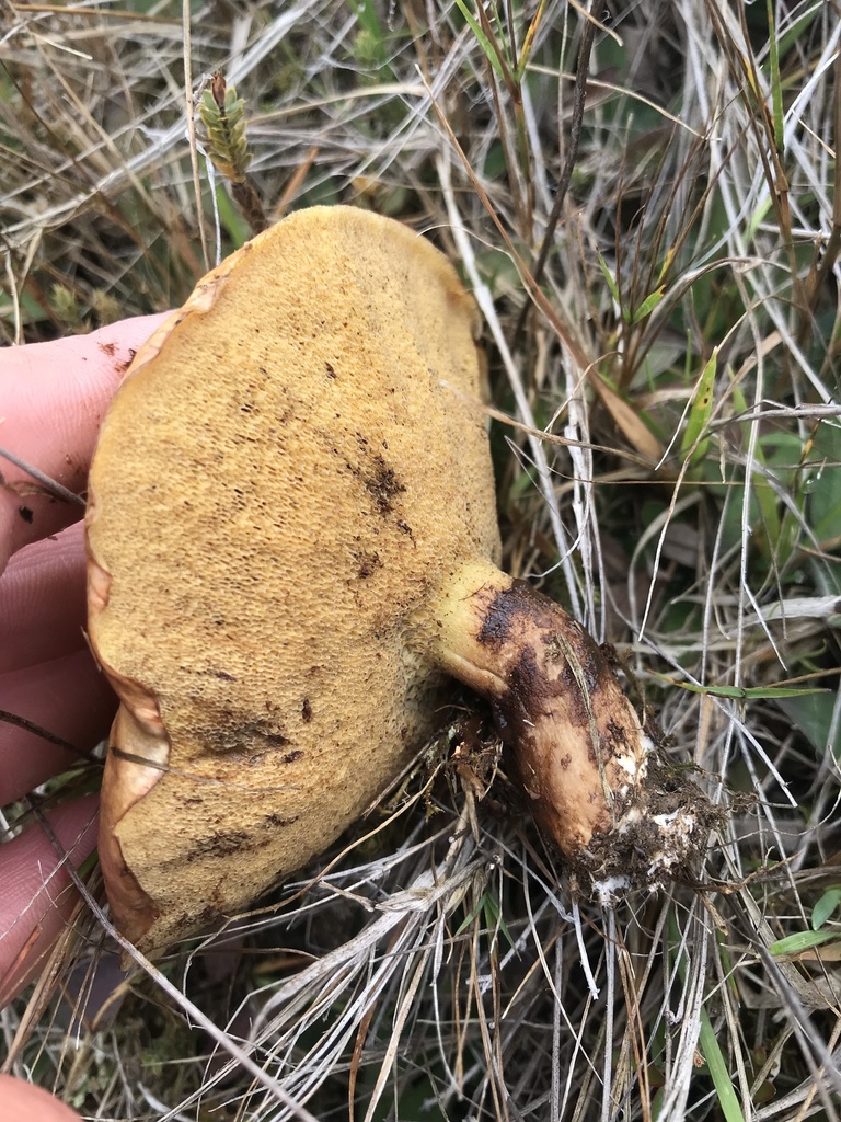 Suillus luteus · April 2025 · photo: © fuligogirl (iNaturalist, cc-by)