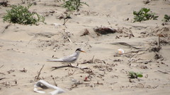 Sternula antillarum browni