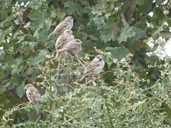 Passer domesticus