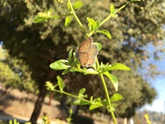 Leptotes marina