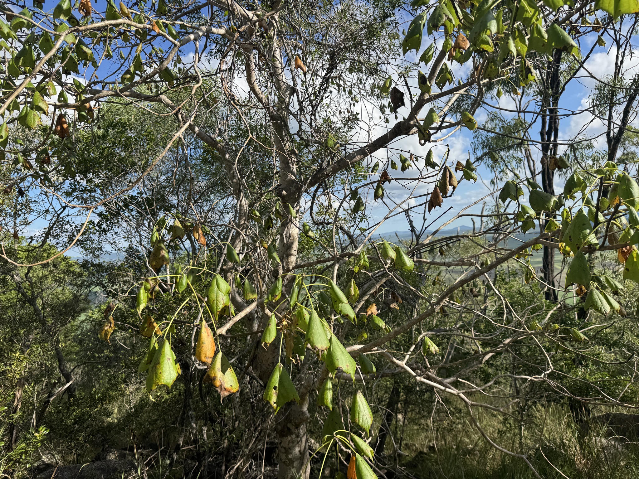 Imagem de Paineira-branca