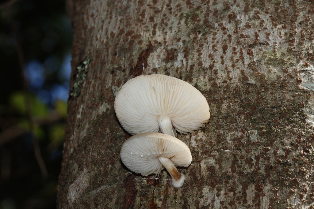 Oudemansiella exannulata