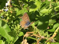 Leptotes marina