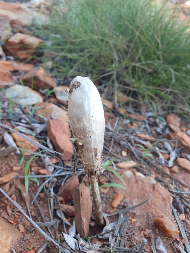 Podaxis pistillaris · April 2025 · photo: © maxark (iNaturalist, cc-by)