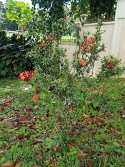 Ixoroideae