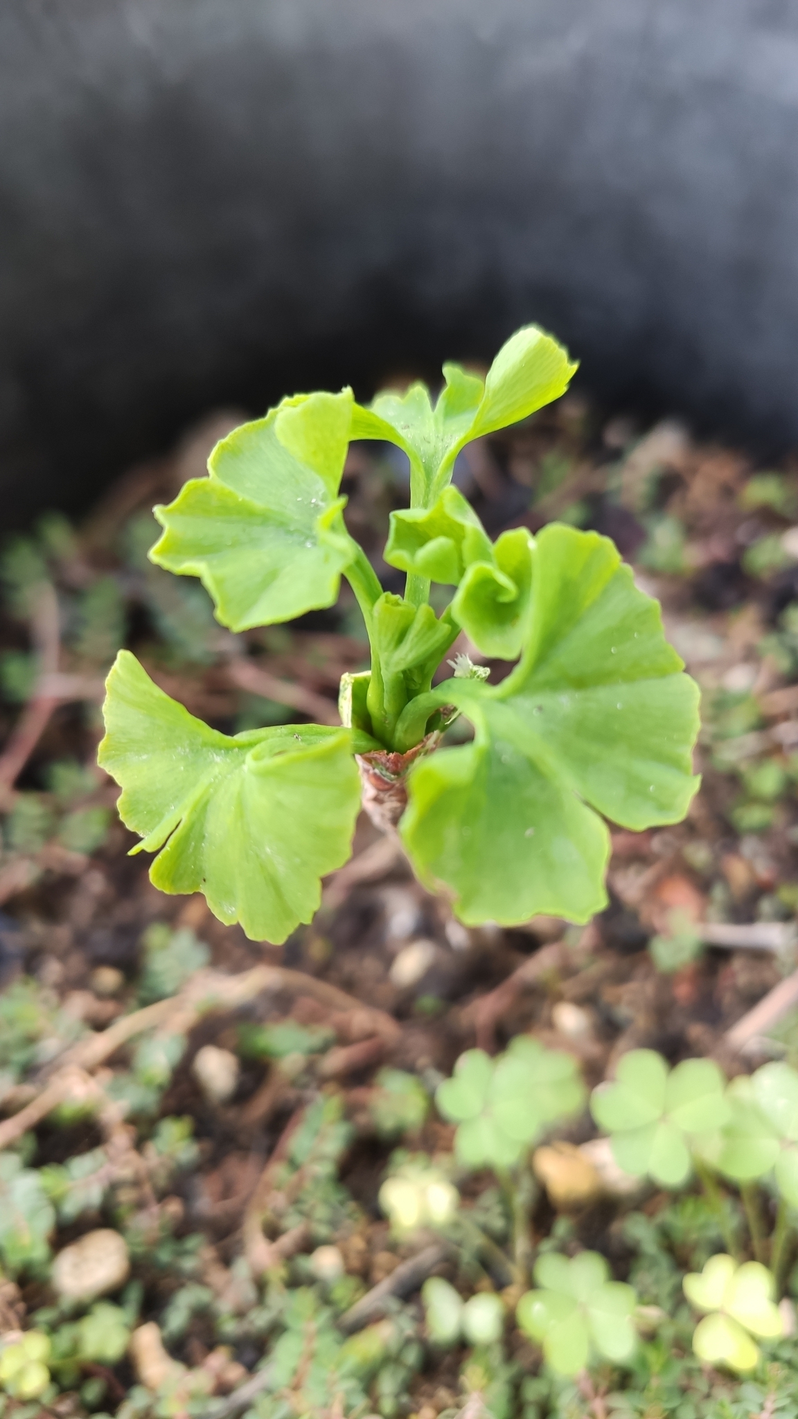 Imagem de Ginkgo
