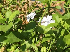Leptotes marina
