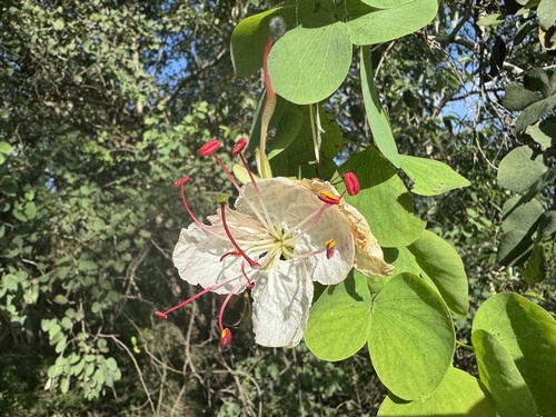 White Bauhinia (Lysiphyllum hookeri)