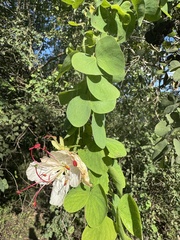 Lysiphyllum hookeri, photograph (c) Caleb Catto, some rights reserved (CC BY)