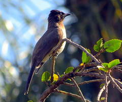 Pycnonotus barbatus