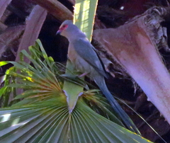 Urocolius indicus