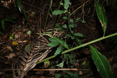 Image of Elattostachys xylocarpa by (c) Greg Tasney, some rights reserved (CC BY-SA)