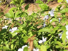 Leptotes marina