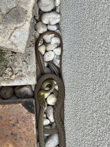 Common Tree Snake sighting