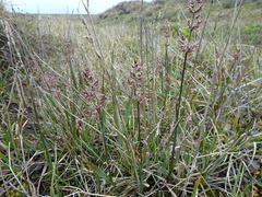 Arctagrostis latifolia