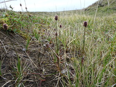 Alopecurus magellanicus