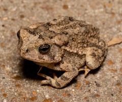 Anaxyrus fowleri