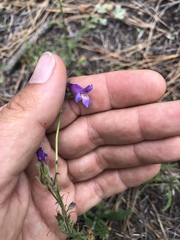 Penstemon oliganthus
