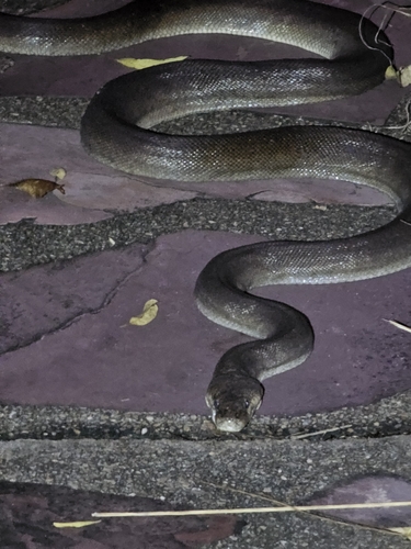 Olive Python sighting