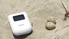 Sternula antillarum browni