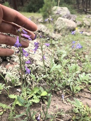 Penstemon oliganthus