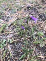Penstemon oliganthus