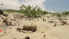 Sternula antillarum browni