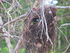 Cymbirhynchus macrorhynchos