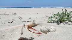 Sternula antillarum browni