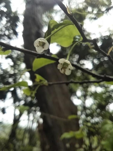 Image of Ilex asprella by (c) 許慶棠Ray, some rights reserved (CC BY)