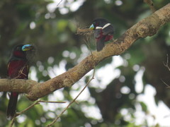 Cymbirhynchus macrorhynchos