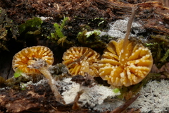 Neobarya agaricicola