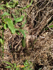 Billardiera mutabilis