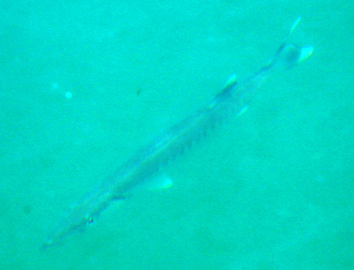 Barracuda