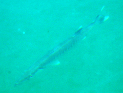 Barracuda