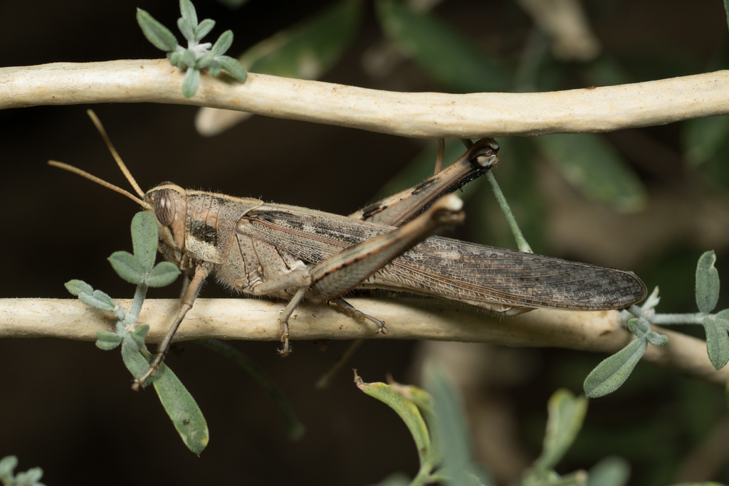 Gray Bird Grasshopper