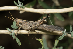 Gray Bird Grasshopper