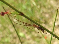 Tetragnatha nitens