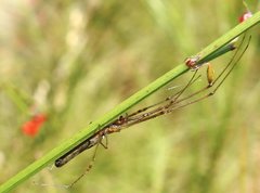 Tetragnatha nitens