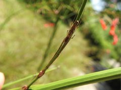 Tetragnatha nitens