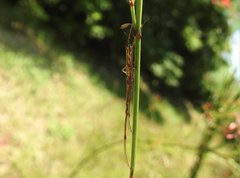 Tetragnatha nitens