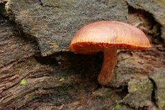 Tubaria rufofulva