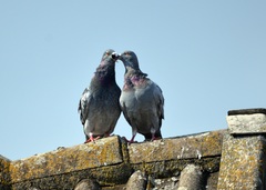 Columba livia domestica