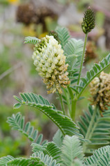 Astragalus pycnostachyus