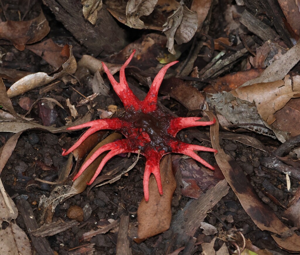 Aseroe rubra · April 2025 · photo: © gregtasney (iNaturalist, cc-by-sa)