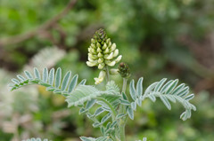 Astragalus pycnostachyus