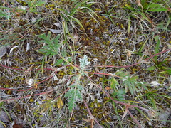 Potentilla pulchella