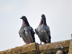 Columba livia domestica
