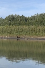 Bison bison athabascae